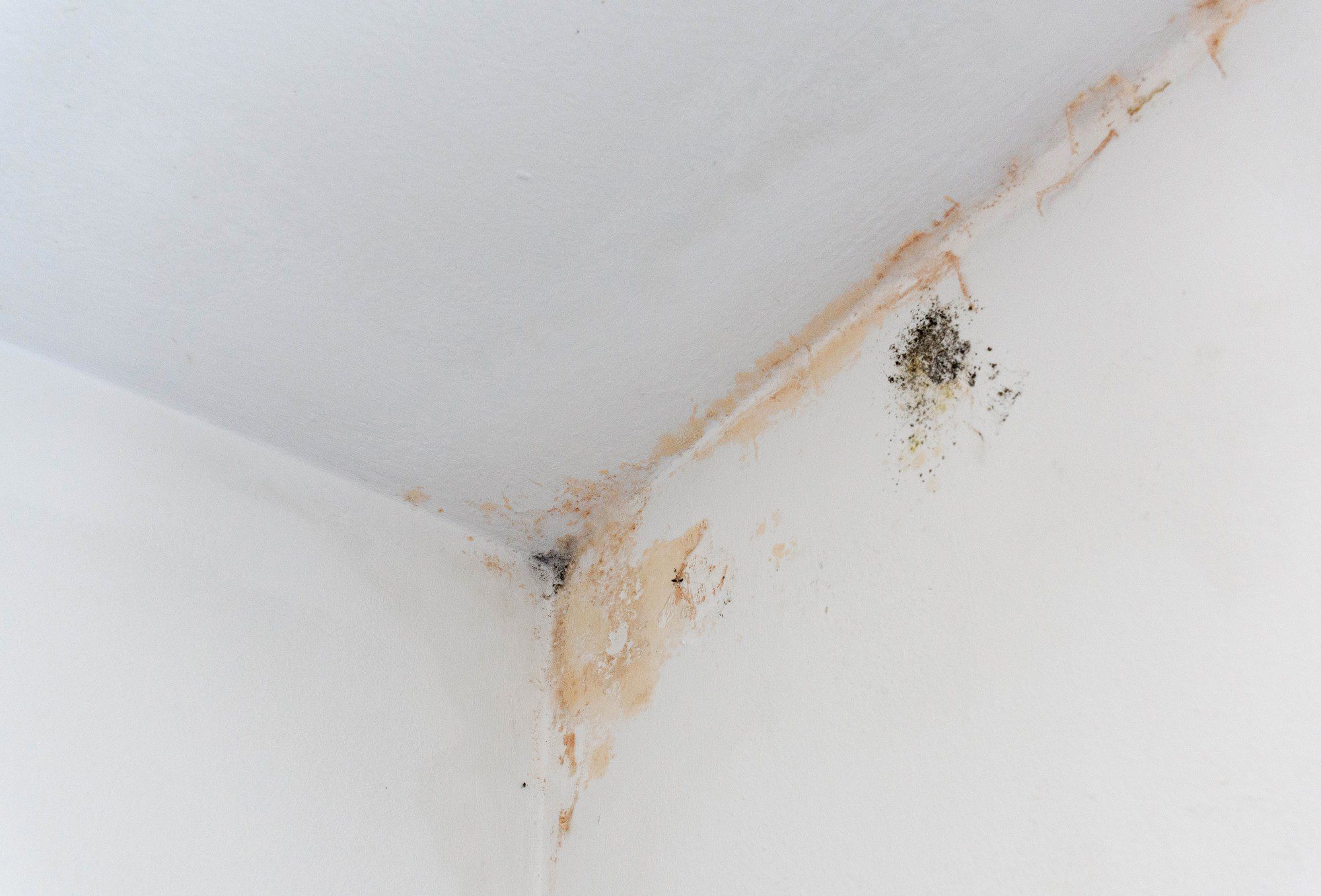 Black Mold Stains In Corner Of Room Mildew On Whi 2022 11 14 18 02 00 Utc